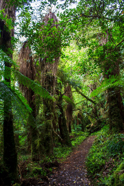 istock Lush New Zealand forest trail 925497302
