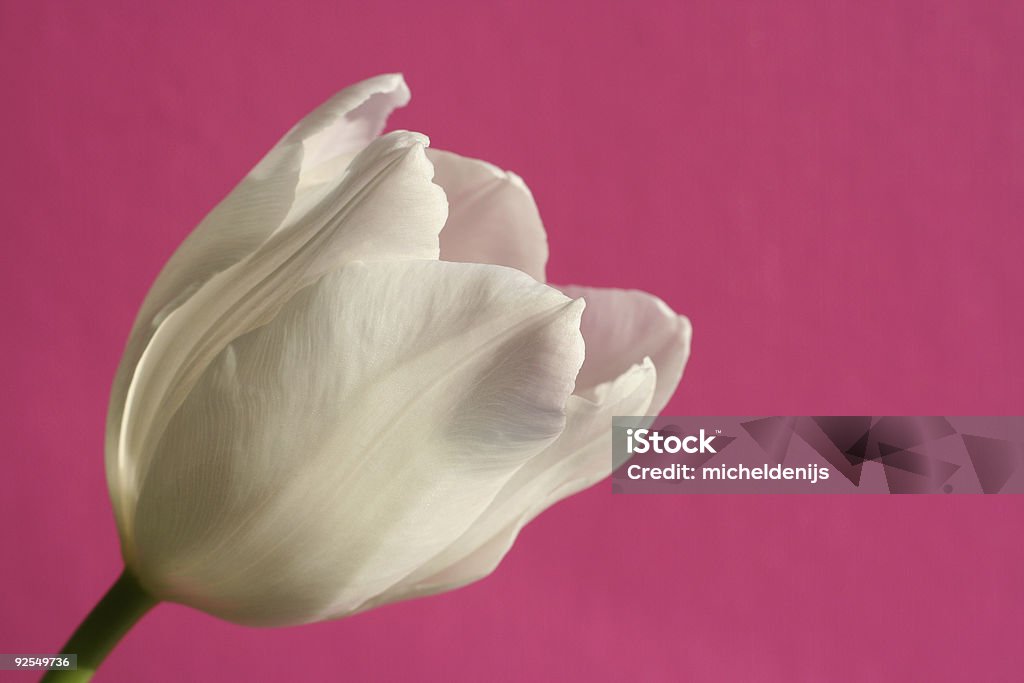 Rose tulipe sur - Photo de Arbre en fleurs libre de droits