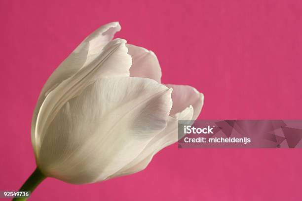Тюльпан На Розовый — стоковые фотографии и другие картинки Без людей - Без людей, Белый, Близко к