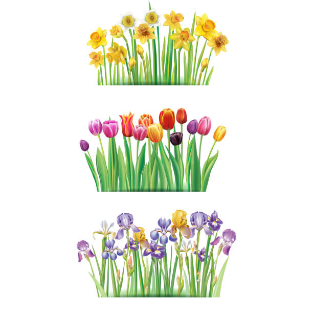 illustrations, cliparts, dessins animés et icônes de bouquet de fleurs printanières - daffodil flower spring vector