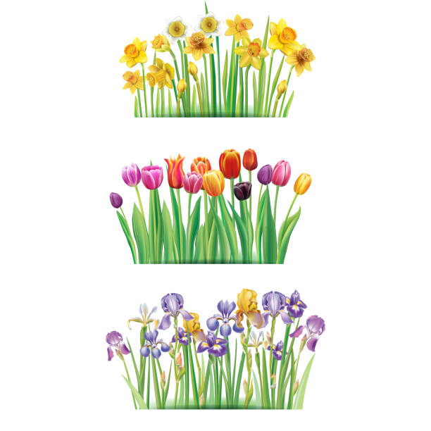 ilustrações, clipart, desenhos animados e ícones de buquê de flores da primavera - daffodil flower spring vector