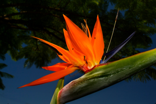 Panorama of a bird of paradise flower in Calabria.