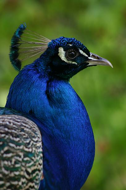 Pavão-azul - fotografia de stock