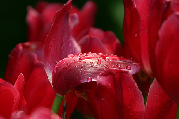 Cтоковое фото тюльпан