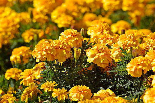 Yellow spring flowers  night flower bed penis the stock pictures, royalty-free photos & images