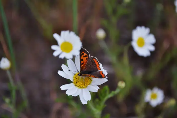 Photo of Butterfly and daisy