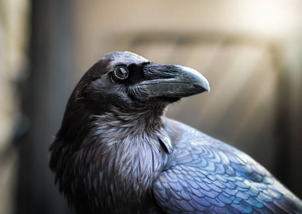 Tower of London Raven Close up of raven (Merlina) at the Tower of London. Sunlit background. Raven stock pictures, royalty-free photos & images