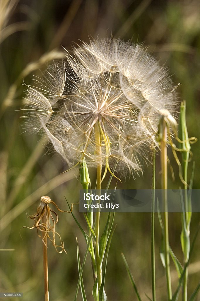 Fleur de pissenlit au coucher du soleil - Photo de Aliment libre de droits