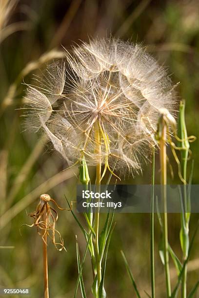 Photo libre de droit de Fleur De Pissenlit Au Coucher Du Soleil banque d'images et plus d'images libres de droit de Aliment - Aliment, Balle, Bol et saladier