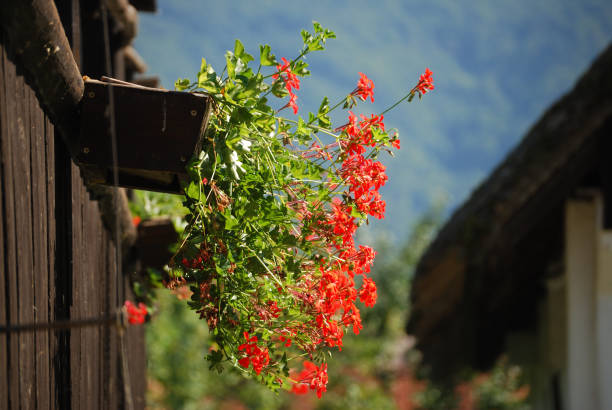 Petunia flower pot hanging on the river bridge near the mountain river, Alps, Italy