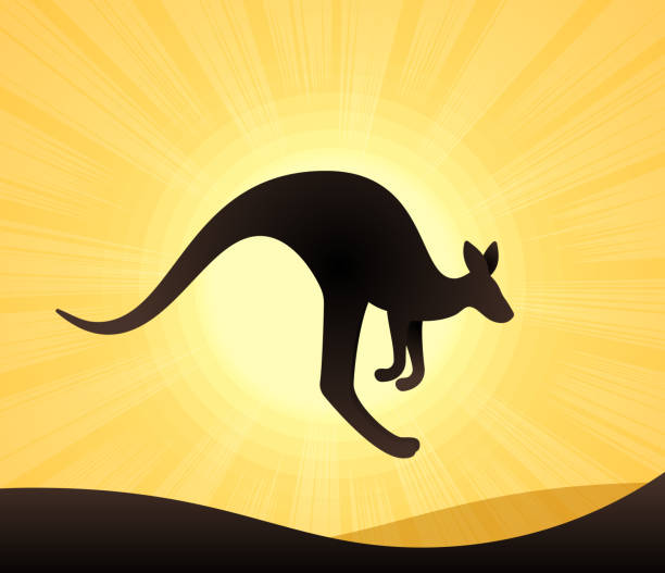 kangaroo - kangaroo outback australia sunset stock-grafiken, -clipart, -cartoons und -symbole