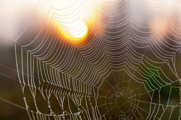 istock Spider web in the background of the sun. 925511480