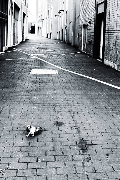 istock Little Pidgeon in an Alley 92551170