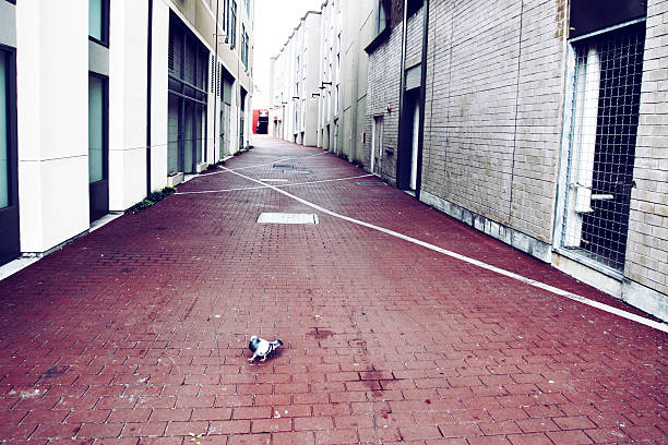 Single Pigeon in a Red Bricked Alley