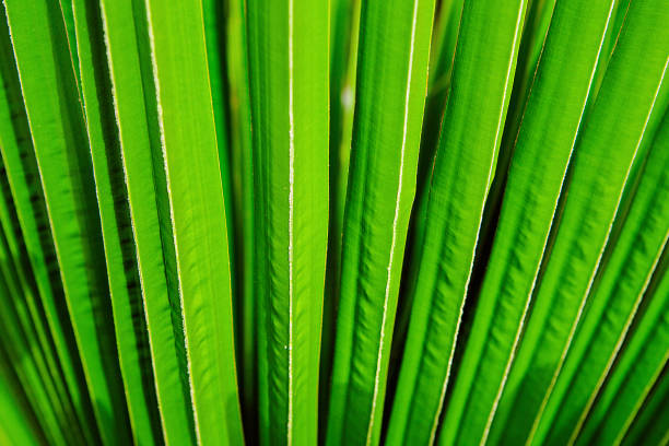 istock Striped of palm leaf, Abstract green texture background 925517064