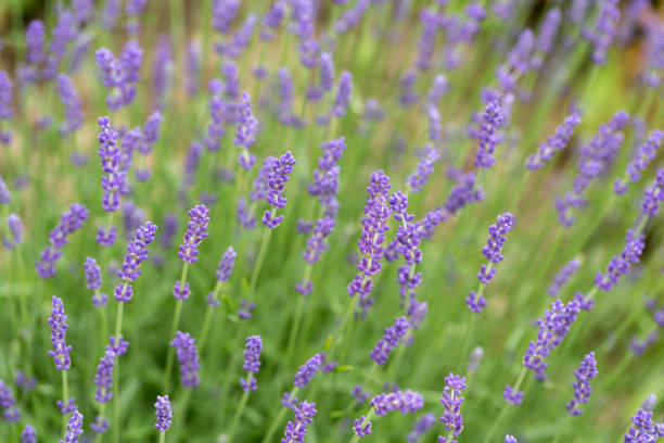 istock Garden with the flourishing lavender 925517564
