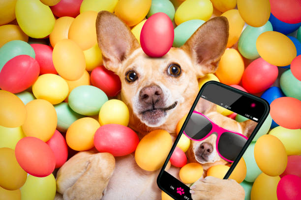卵 selfie で幸せなイースター犬 - portrait germany party bed ストックフォトと画像