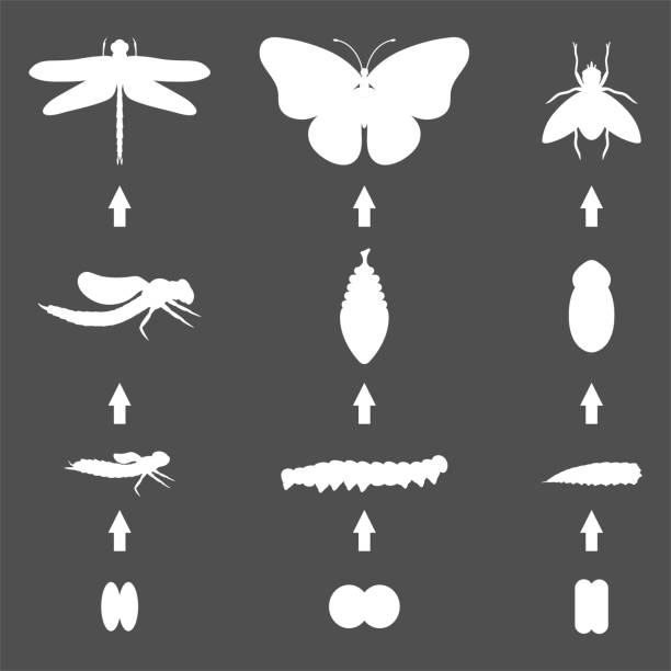 Fly dragonfly butterfly silhouette emerging from chrysalis four stages amazing moment about bugs change insect birth life vector Fly dragonfly butterfly silhouette emerging from chrysalis four stages amazing moment about bugs change insect birth life vector. Insect birth transmogrify life. morph transition stock illustrations