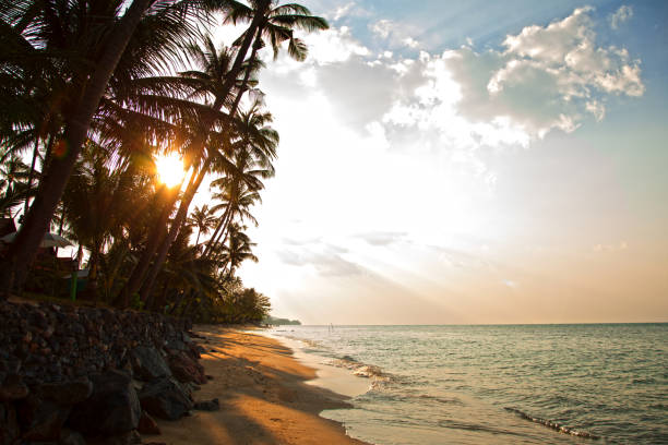 najlepsze plaże tajlandii - thailand surat thani province ko samui coconut palm tree zdjęcia i obrazy z banku zdjęć