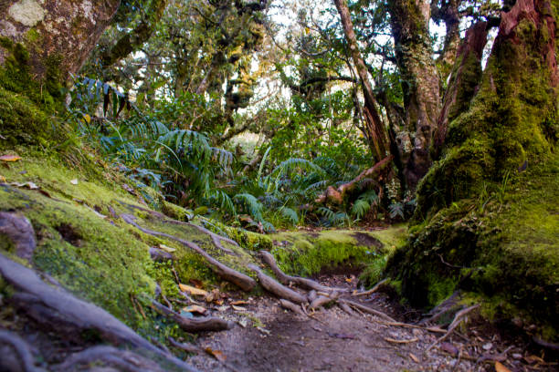Lush New Zealand rainforest Lush New Zealand rainforest waipoua forest stock pictures, royalty-free photos & images