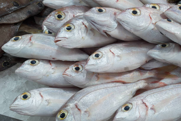 istock Gilthead (Sparus aurata) on ice at the seafood booth 925533828