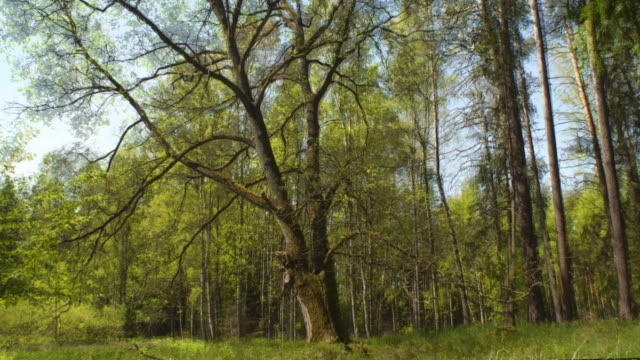 Four seasons - oak in the forest
