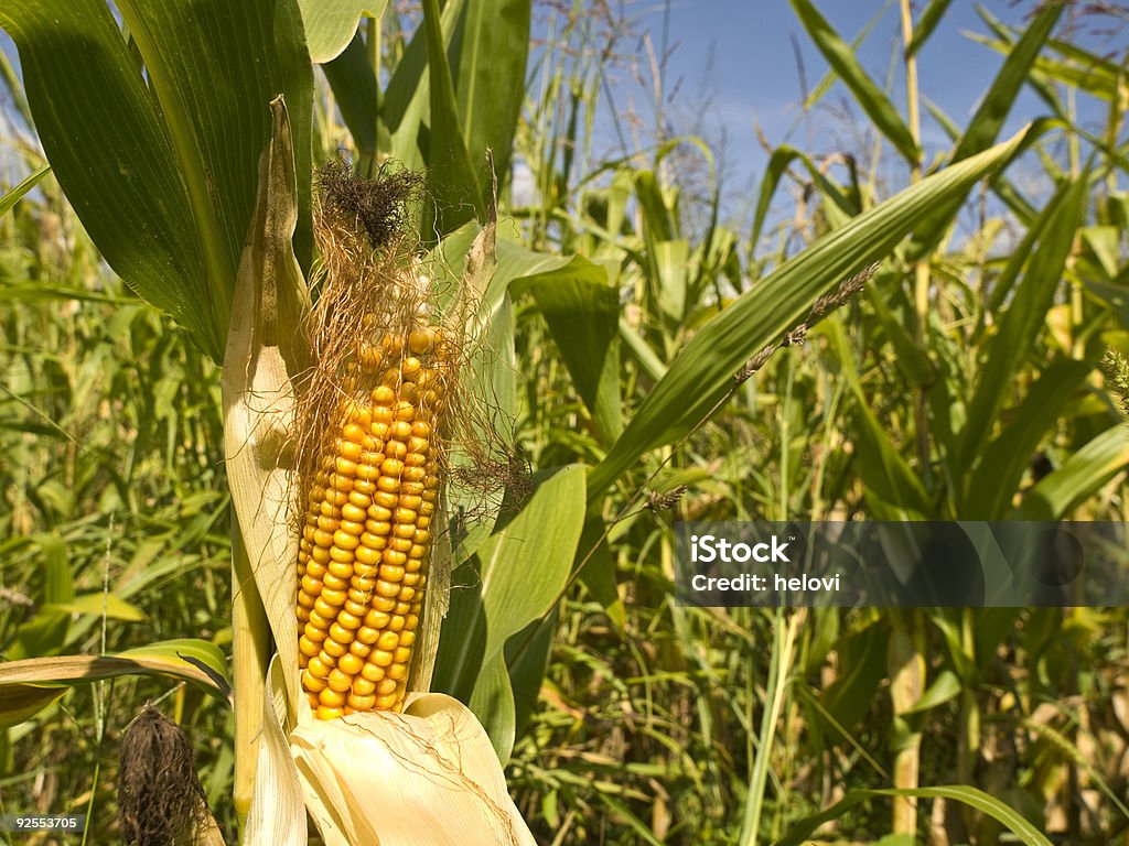 Кукуруза, спелые в полевых условиях - Стоковые фото Без людей роялти-фри