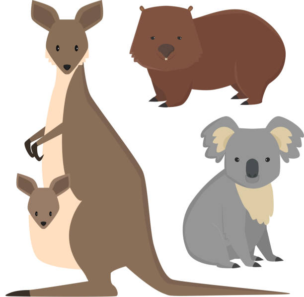 Australia wild animals cartoon popular nature characters flat style mammal collection vector illustration Australia wild animals cartoon popular nature characters flat style and australian mammal aussie native forest collection vector illustration. Natural little young portrait. wombat stock illustrations