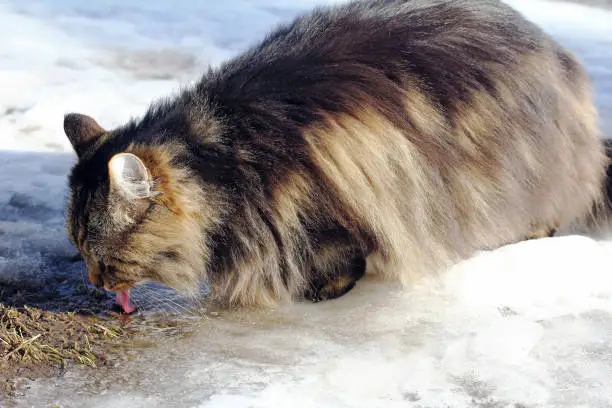 A Norwegian Forest Cat drinks snow water from the ground in winter