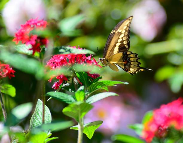 istock Butterfly Papilio Machaon on lush vegetation 925545100