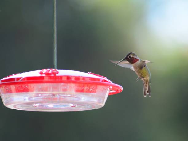 istock Male Anna's Hummingbird landing on a feeder 925545108