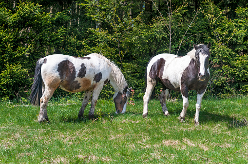 Two horses tobiano ointment