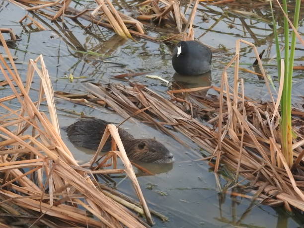 istock American coot and nutria sharing a habitat 925553328