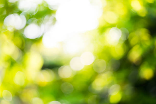 istock Warm green and yellow color tone blurred nature 925553548