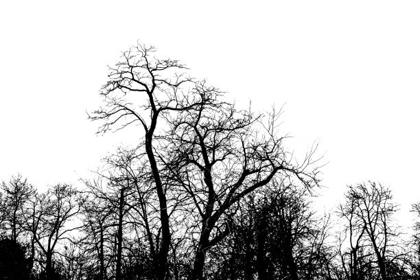 istock Park Trees Isolated Graphic Silhouette 925557346