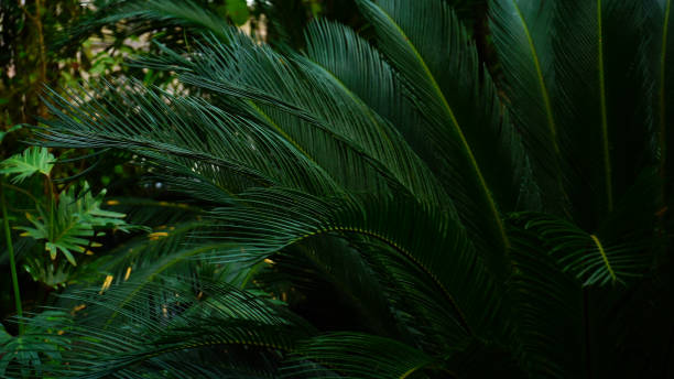 istock Plant with long leaves grows in dark forest 925561102
