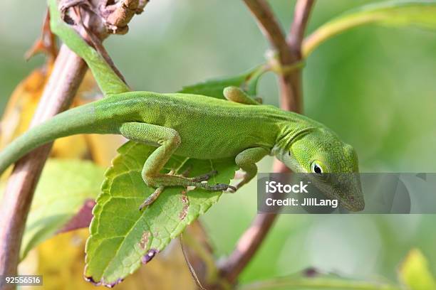 Green Anole Stock Photo - Download Image Now - Animal, Animal Skin, Anole Lizard