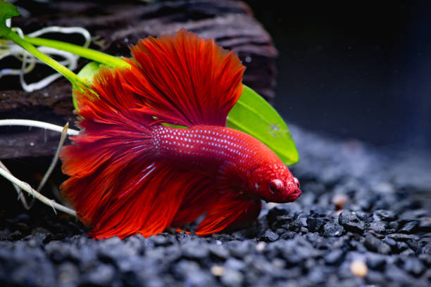 Red Siamese fighting fish in a fish tank Close up of  Red Siamese fighting fish in a fish tank siamese fighting fish stock pictures, royalty-free photos & images
