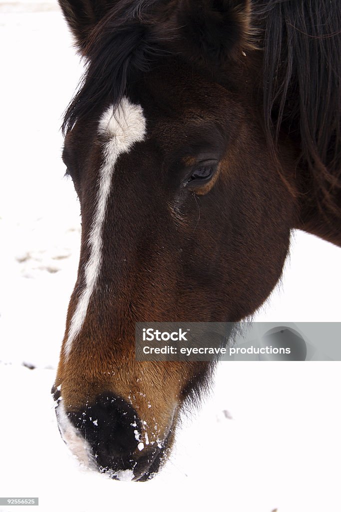 horse la nieve de invierno - Foto de stock de Aire libre libre de derechos