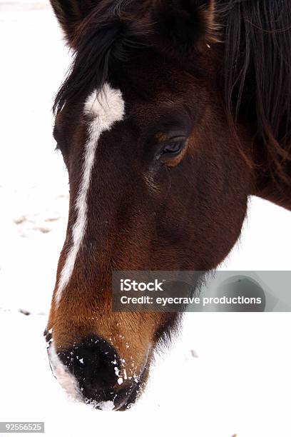 Horse La Nieve De Invierno Foto de stock y más banco de imágenes de Aire libre - Aire libre, Animal doméstico, Caballo - Familia del caballo