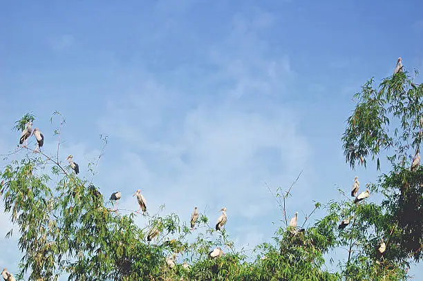 Photo of Bamboo storks