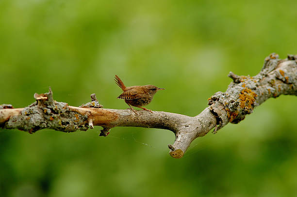 Scricciolo - foto stock