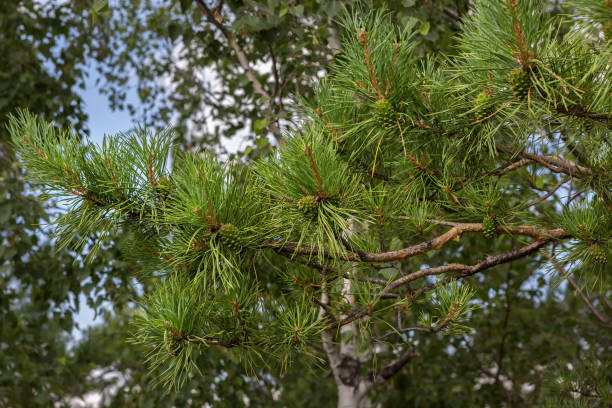 istock Green immature lumps on pine branch 925566934