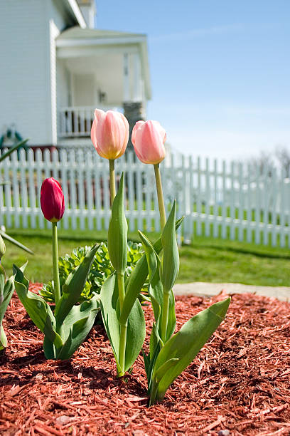 Tulipes de printemps - Photo