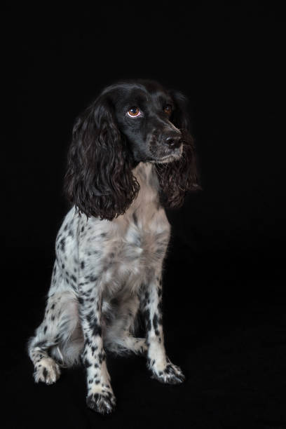istock Beautiful female spaniel is sitting on black background 925569390