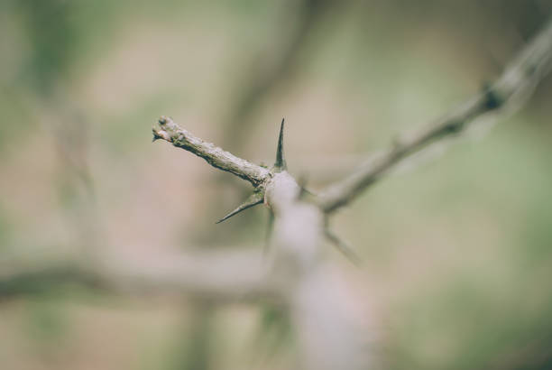 istock Thorns on the dry tree branch. Early spring sunny afternoon. 925570388