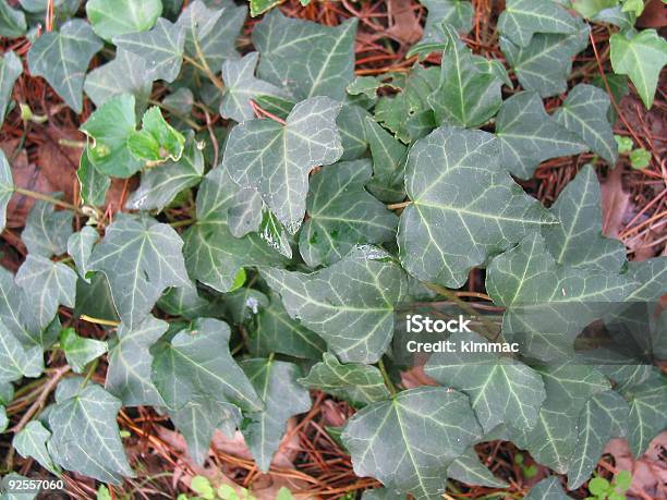 English Ivy Stock Photo - Download Image Now - British Culture, Color Image, Covering