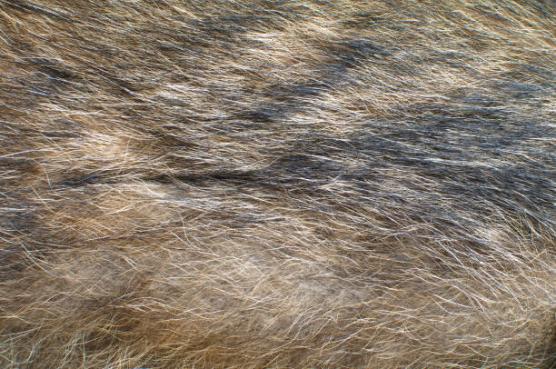 istock fur skin close-up-background 925571262