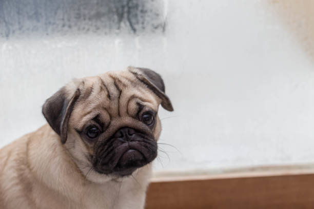 istock Cute pug so lonely sitting in front of window in raining day 925571676