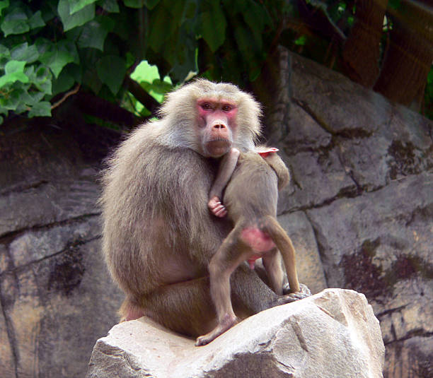 Amadriade e Baby - foto stock